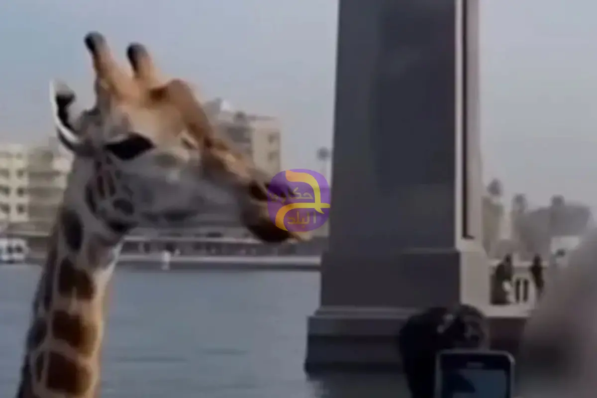 زرافة في نهر النيل.. فيديو يربك المصريين ومسؤول يوضح