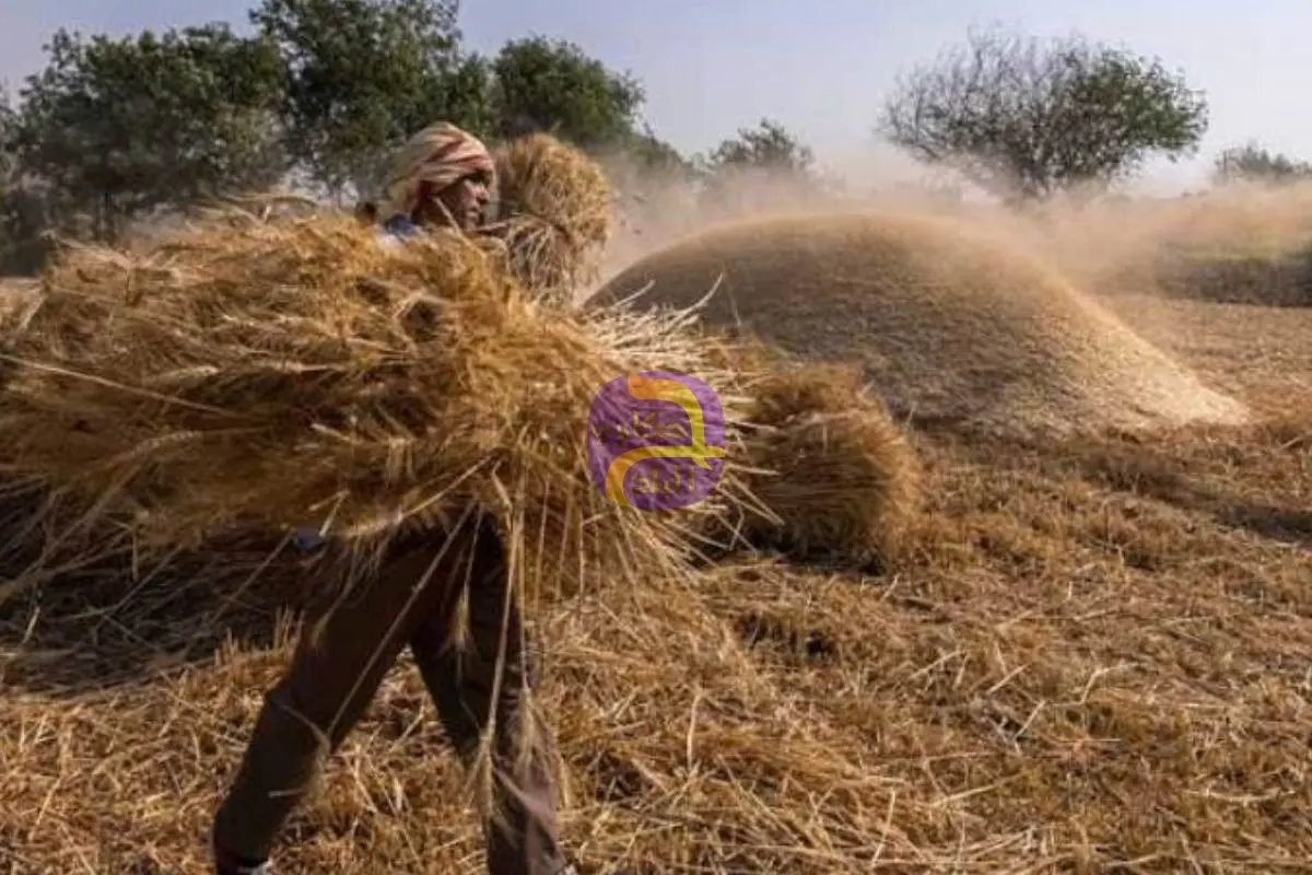 «صانع سوق القمح».. جهاز مستقبل مصر يعزز الإنتاج المحلي ويؤمن الاستيراد المتنوع لتحقيق الأمن الغذائي