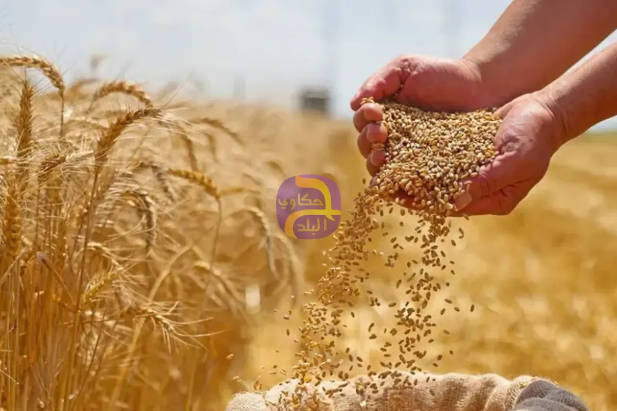 السعودية تطرح مناقصة لاستيراد 300 ألف طن قمح