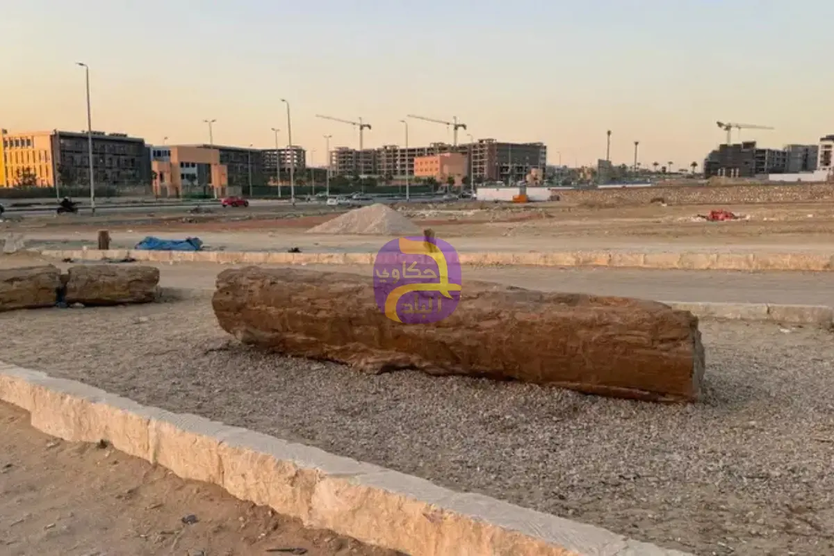 أشجار مقطوعة عمرها 35 مليون عام تثير جدلاً  والحكومة توضح