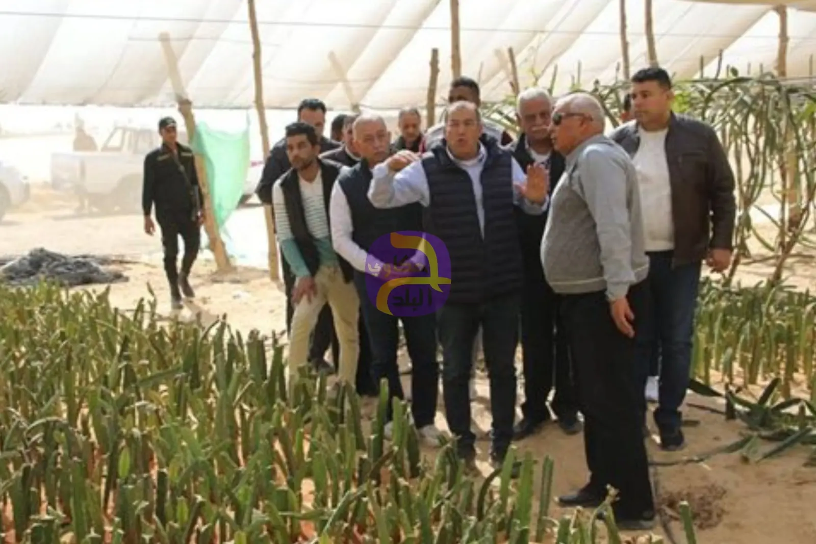 محافظ الوادي الجديد يتفقّد مشروعا لإنتاج نخيل المجدول والبارحي