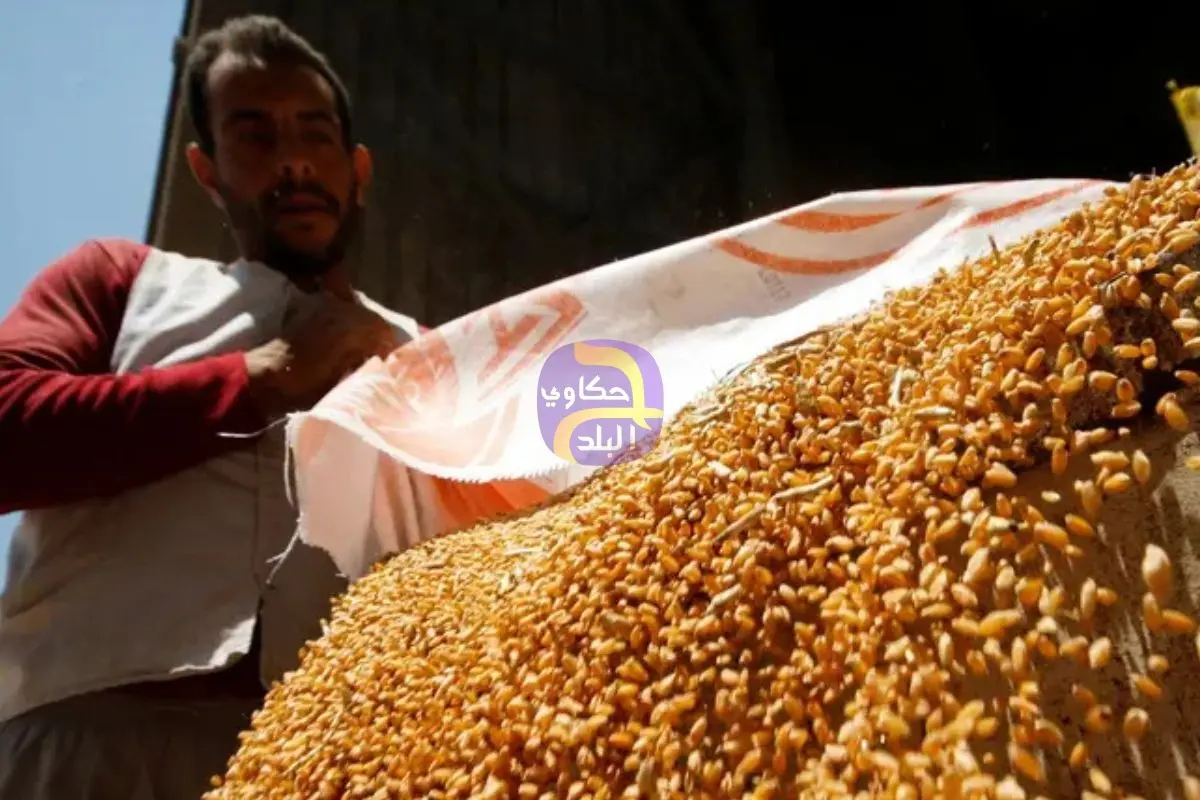 مصر تستهدف إنتاج 10.5-11 مليون طن قمح الموسم الحالي