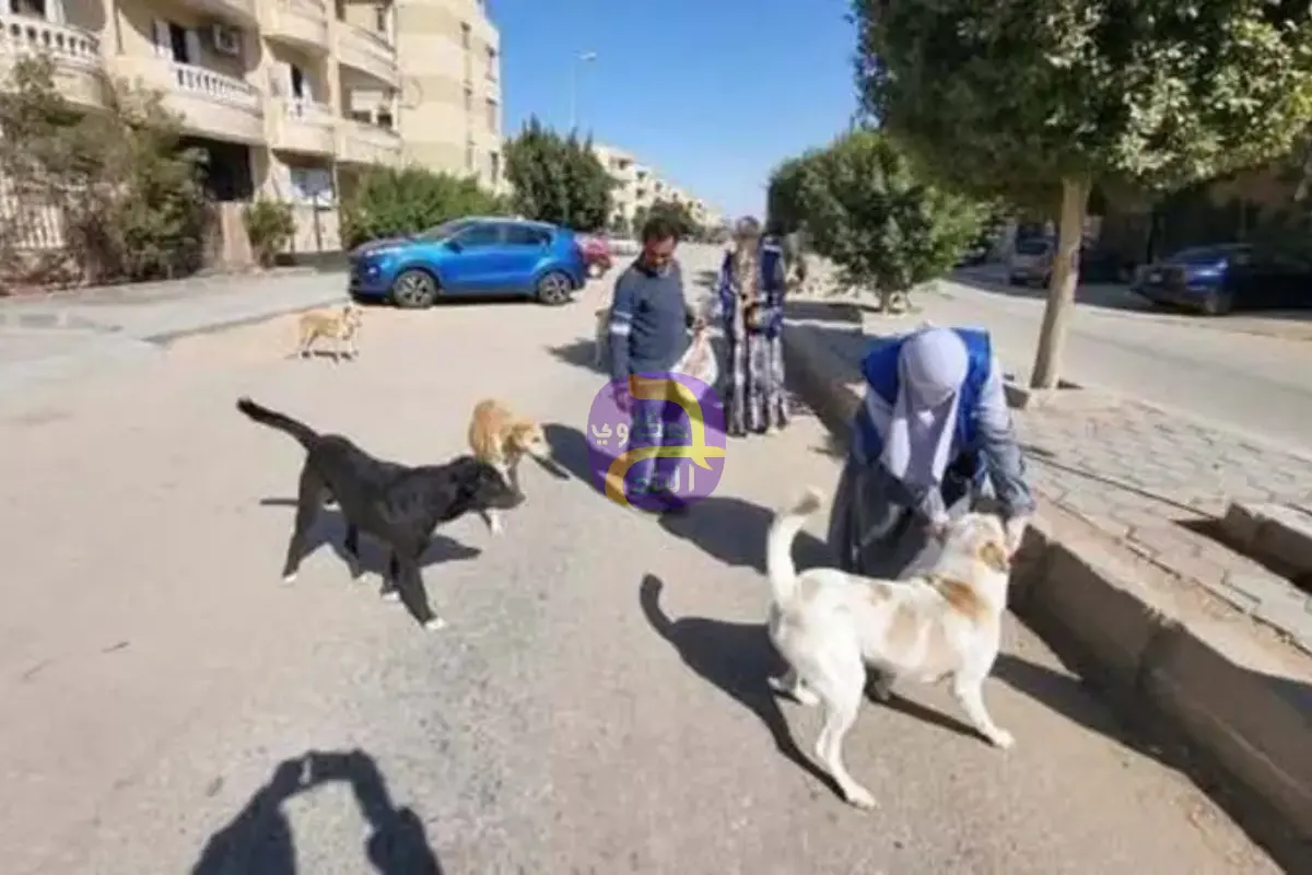 تعقيم وتحصين الكلاب الضالة بمصر.. تحرك رسمي جديد