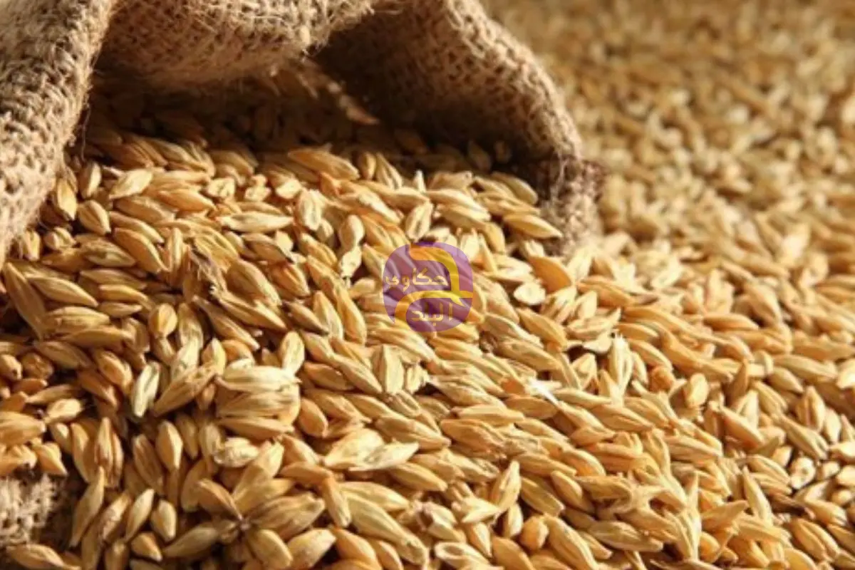 شعبة الأرز: 1000 جنيه زيادة في سعر طن الأرز الشعير
