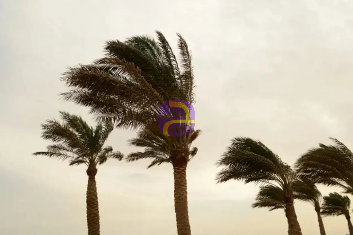 بسبب العاصفة.. لوحة إعلانية ونخلة تنهيان حياة شاب ومسن في مصر
