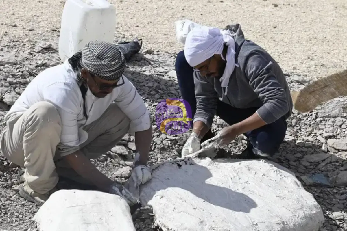 اكتشاف أول سلحفاة بحرية عملاقة عاشت في مصر قبل 68 مليون سنة