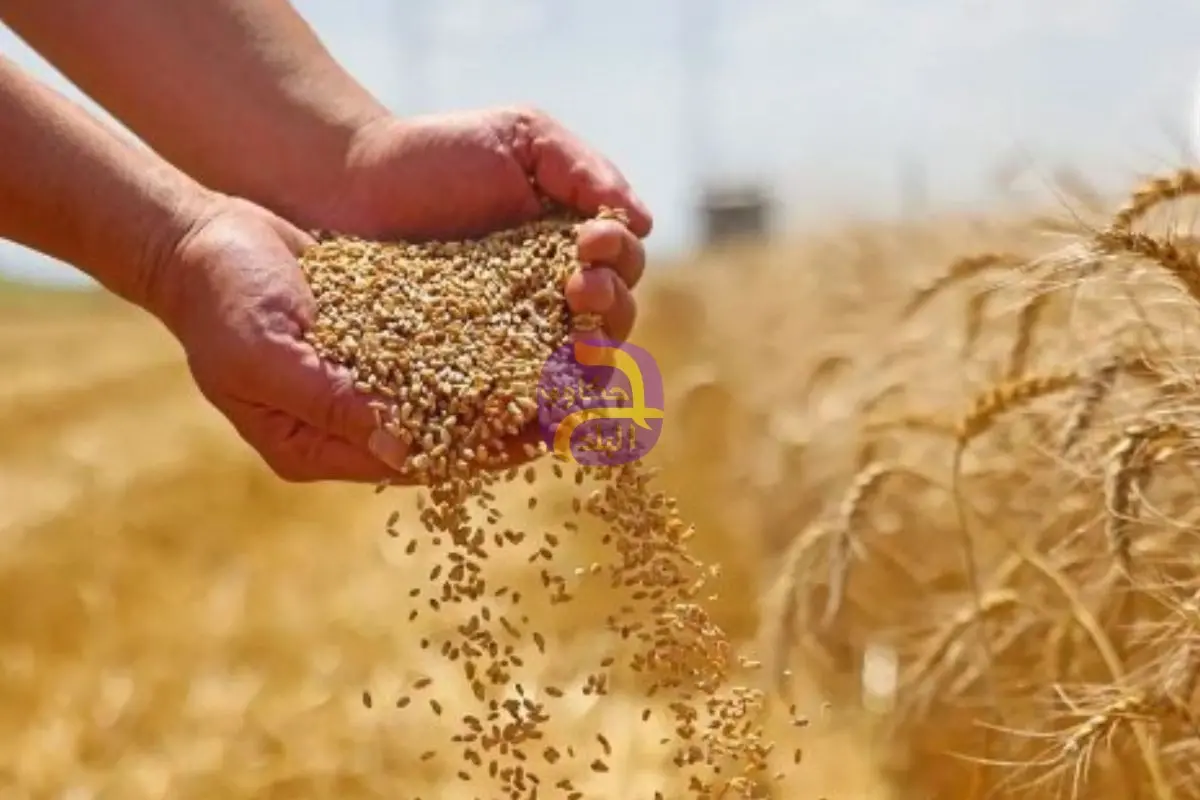حافز جديد للفلاح.. الرئيس السيسى يوجه بزيادة سعر توريد أردب القمح إلى 2500 جنيه