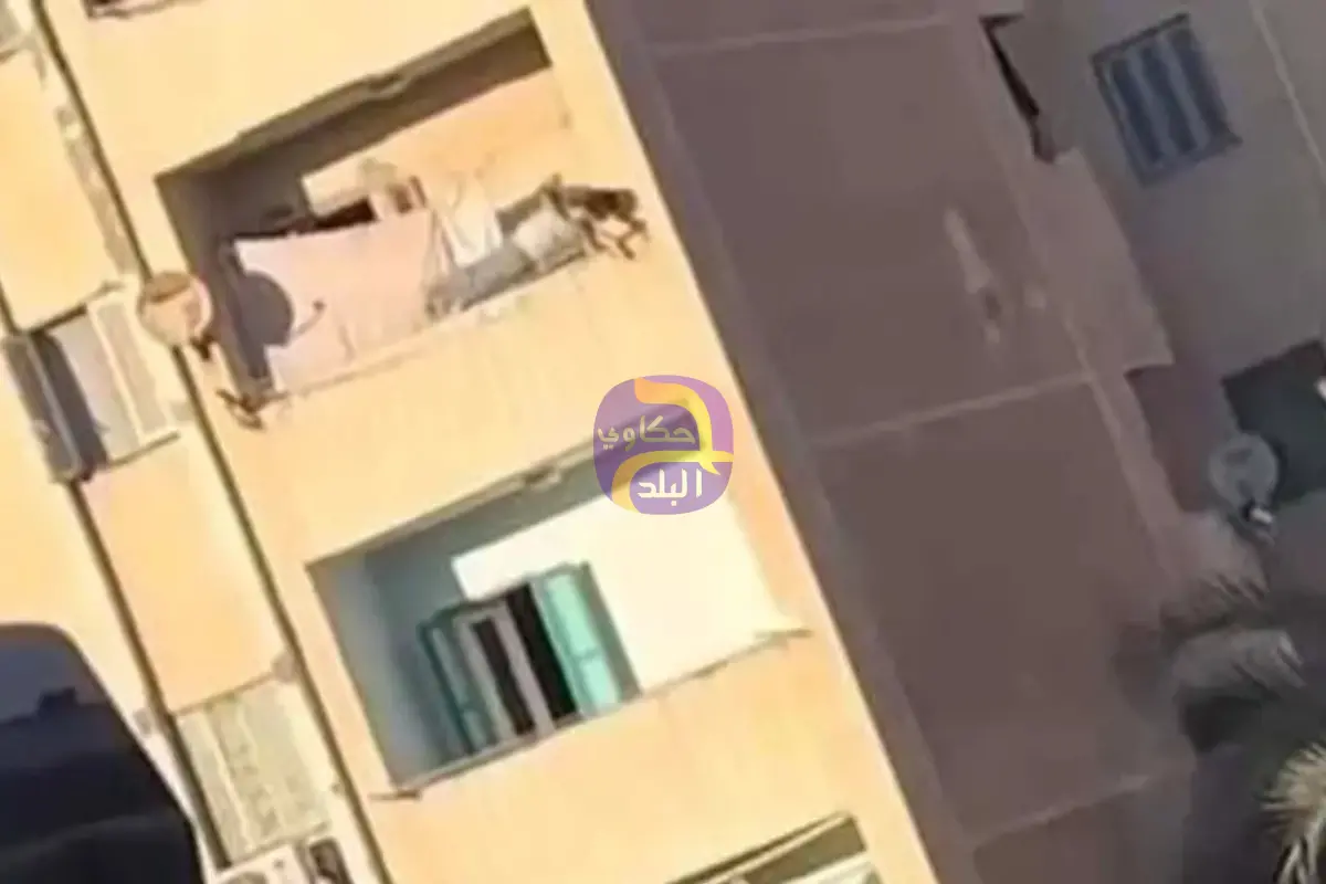 "بيلعب ضغط على سور البلكونة".. فيديو لمخاطرة شاب فوق شرفة يثير ضجة في مصر