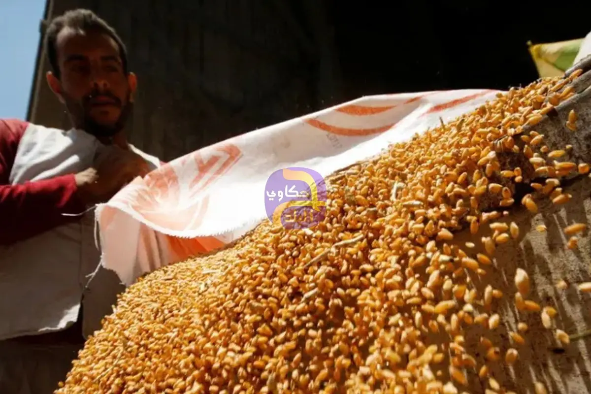 مصر تشتري 2.3 مليون طن قمح من المزارعين المحليين حتى الآن