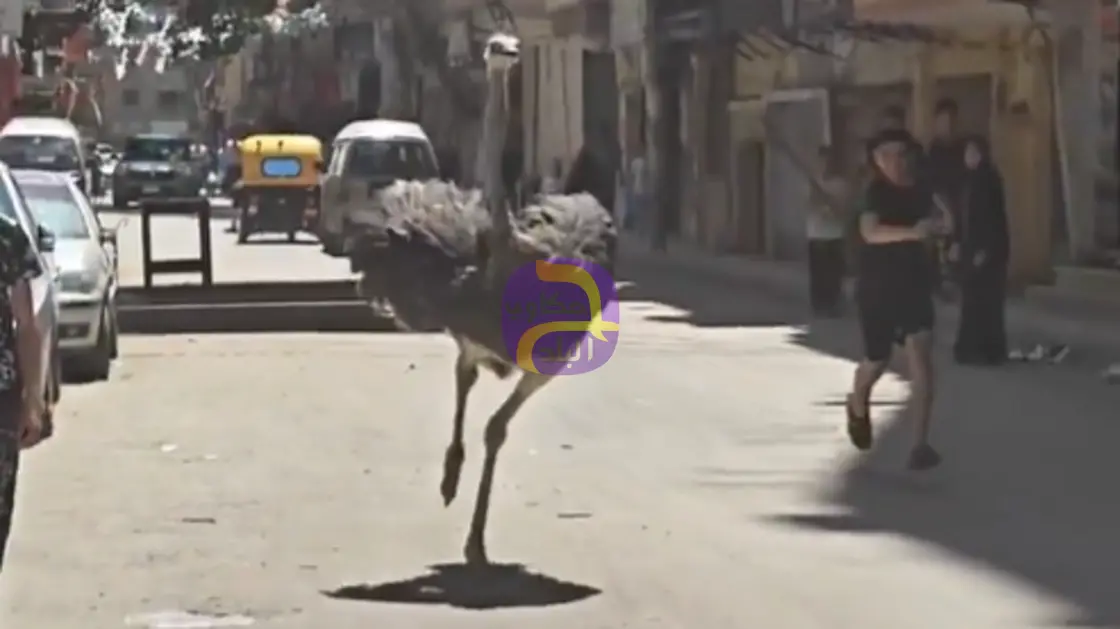 جاء هذا الاعتقال بعد أيام من القبض على المذيعة "ج.أ"